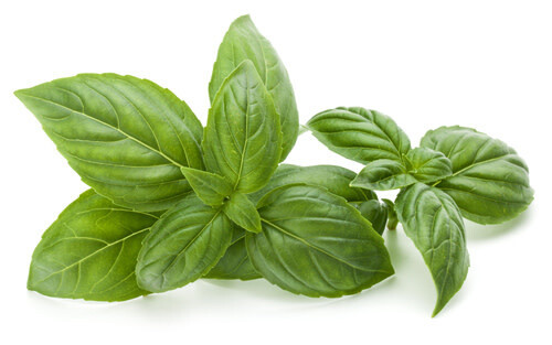 Basil ORGANIC (seed pkg)