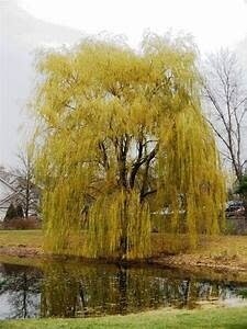 Weeping Willow Golden
