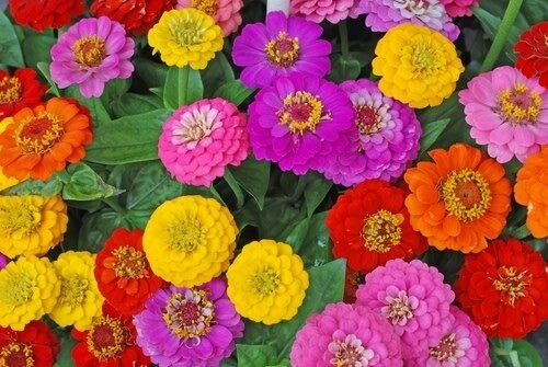 Zinnia (seed pkg)