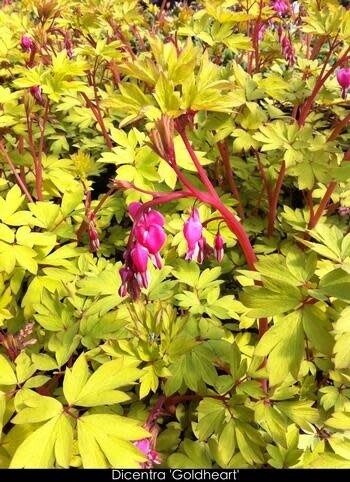 Dicentra 'Gold Heart' Bleeding Heart 1 gal