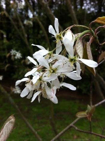 Serviceberry 'Amelanchier canadensis' 3 gal (native)