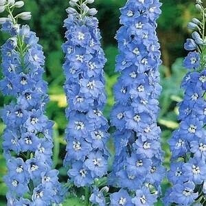 Delphinium &#39;Summer Skies&#39; - 4&quot;