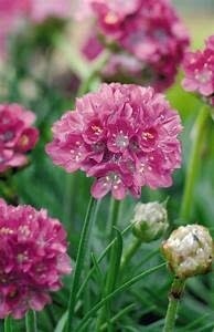 Thrift &#39;Morning Star Deep Rose&#39; 4&quot;