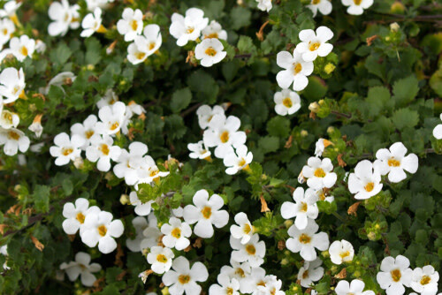 Bacopa 4&quot;