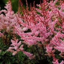 Astilbe &#39;Delft Lace&#39; 1 gal