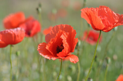 Poppy (seed pkg)