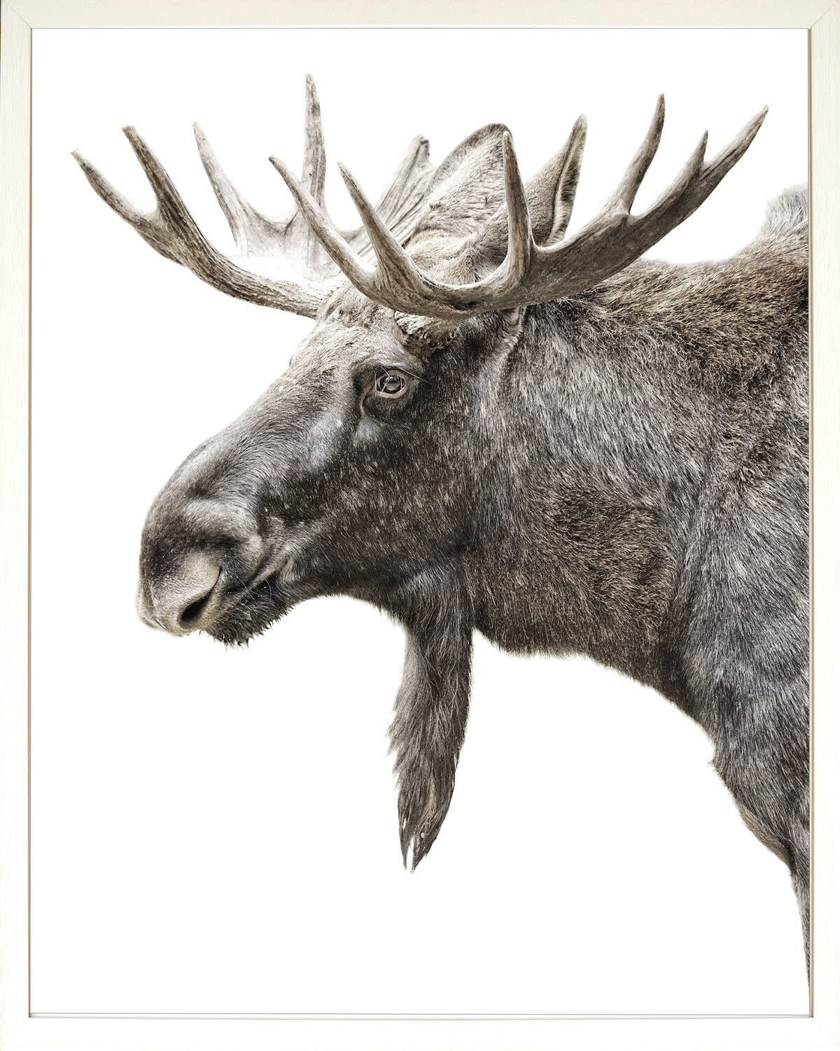 Art - Algonquin Moose, Size: Mini 16&quot; x 20&quot;