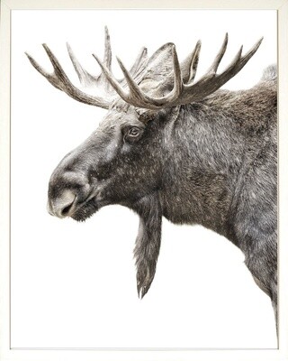Art - Algonquin Moose