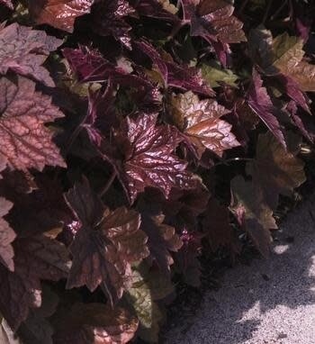 Coral Bells &#39;Heuchera Palace Purple&#39; -