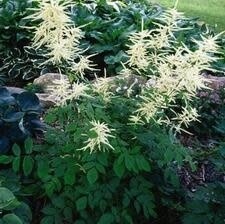 Aruncus dioicus &#39;Goatsbeard&#39;