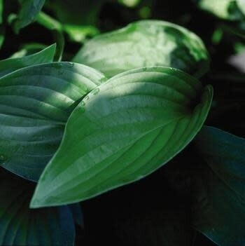 Hosta &#39;Royal Standard&#39;