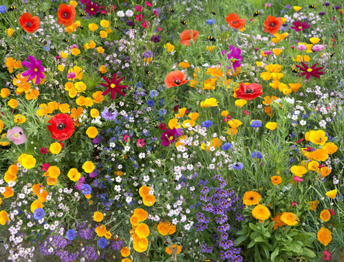 Annual Cutflower (seed pkg) - Cutflower Mixture