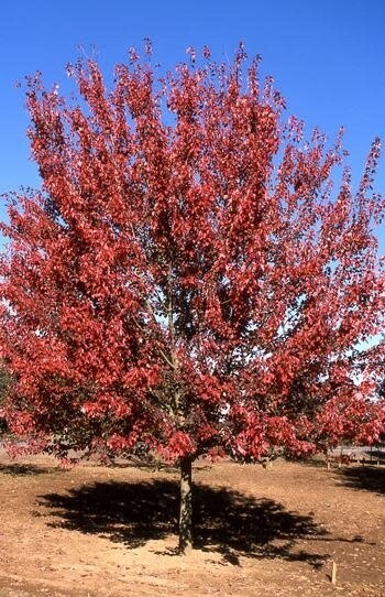 Maple &#39;Autumn Blaze&#39;