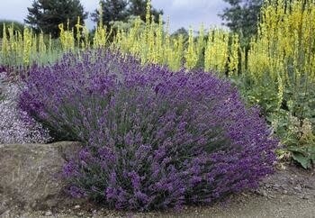 Lavender &#39;Hidcote&#39;