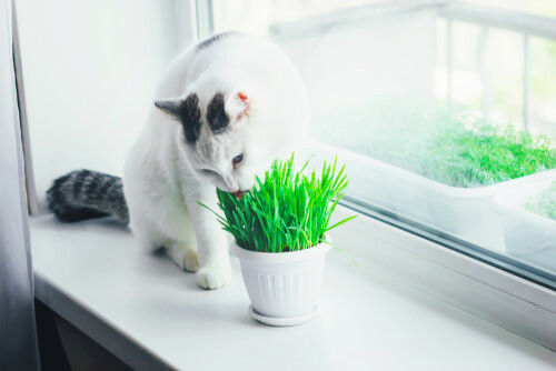 Catgrass (seed pkg) - Common
