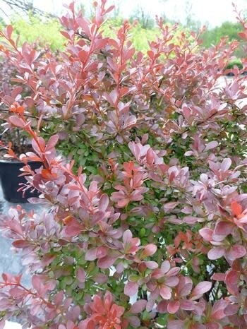 Barberry &#39;Cherry Bomb&#39; 2 gal