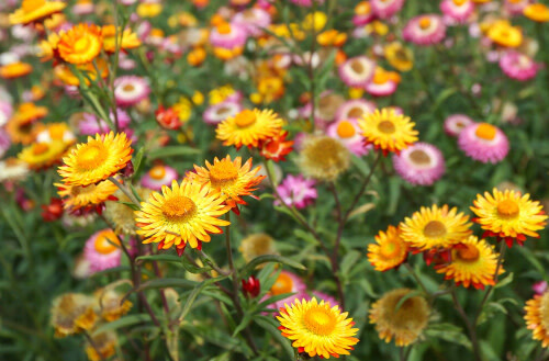 Strawflower (seed pkg) - Mixed Colours