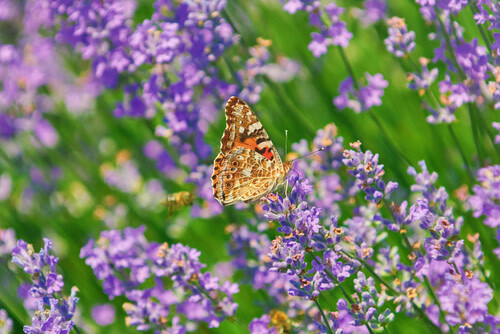 Lavender &#39;Phenomenal&#39;