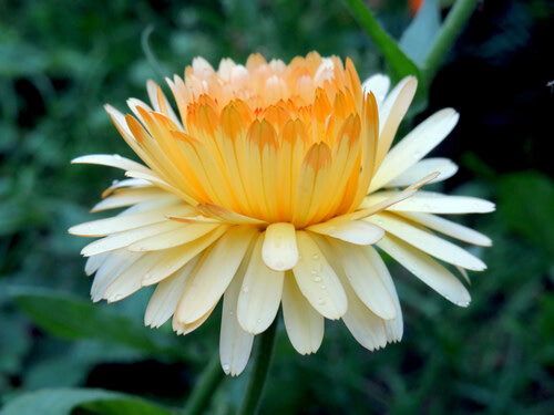 Calendula (seed pkg) - Pacific Beauty Mixed