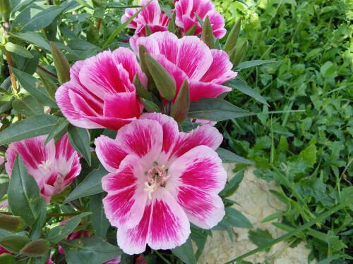 Clarkia (seed pkg) - Double Mix