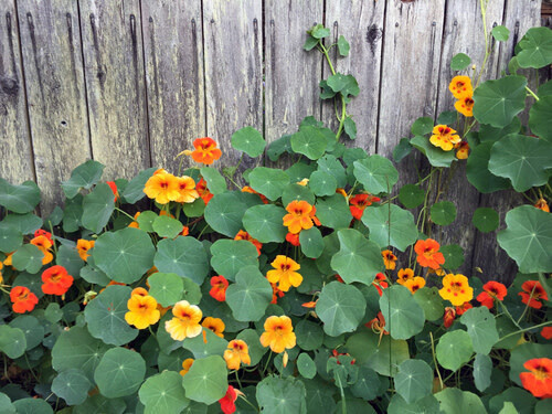 Nasturtium (seed pkg)