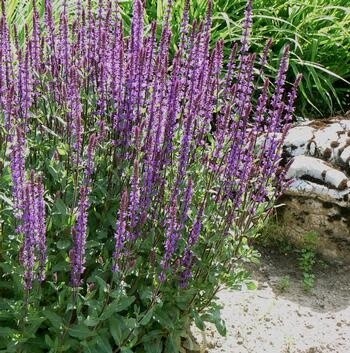 Perennial Sage - Salvia Caradonna