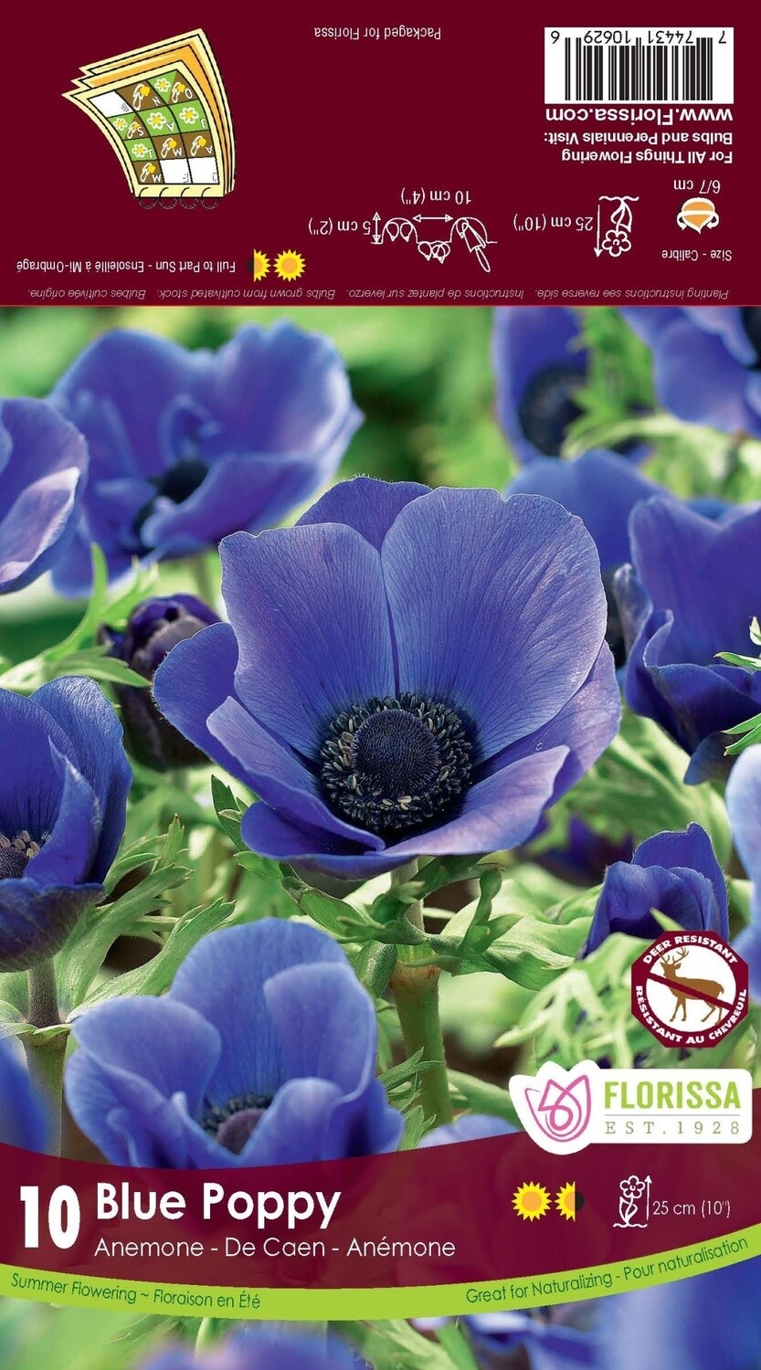 Anemone De Caen (bulb pkg) Blue Poppy (10/pkg)