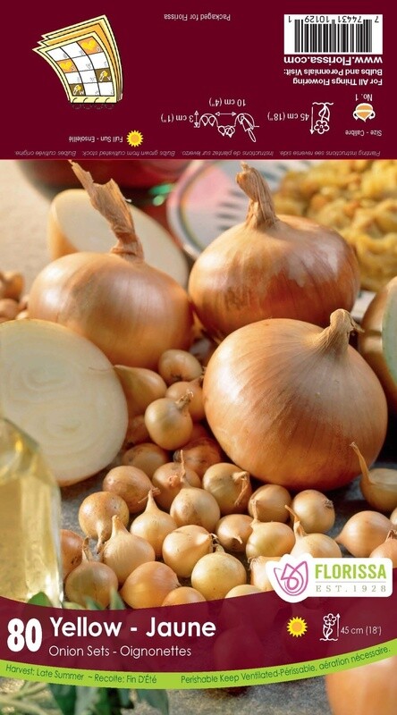 Onion Set: Yellow (80 bulbs)