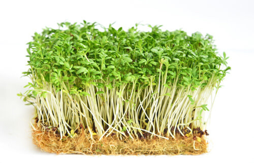 Cress (seed pkg) - Extra Curled Pepper Grass