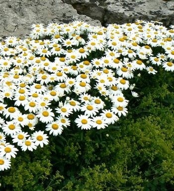 Shasta Daisy - Leucanthemum 'Snow Cap'