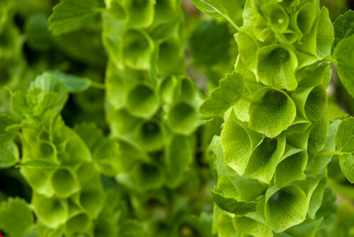 Bells of Ireland (seed pkg) - Green Bells