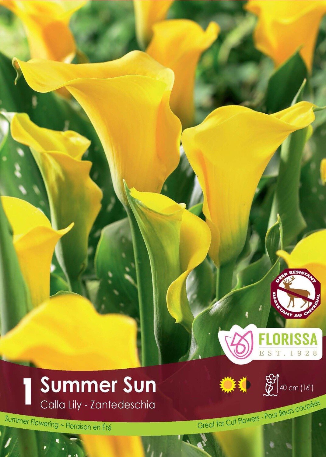 Calla Lilies (bulb pkg) Summer Sun yellow (1/pkg)