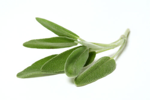Sage Organic (seed pkg)