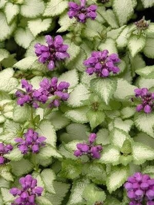 Lamium Purple Dragon - 4&quot;