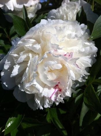 Peony 'Shirley Temple' 1 gal