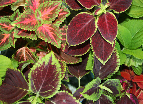 Coleus (seed pkg) - Rainbow Mix