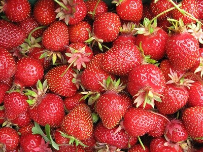 Strawberries (root pkg) - Junebearing (10/pkg)
