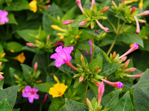 Four O&#39;Clock (seed pkg) - Marvel of Peru Mix