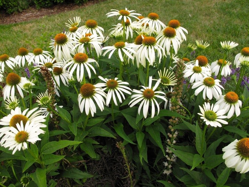 Cone Flower 'Echinacea White Swan'