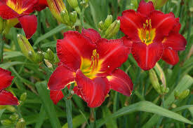 Daylily - Hemerocallis &#39;Chicago Apache&#39; - 1 gal