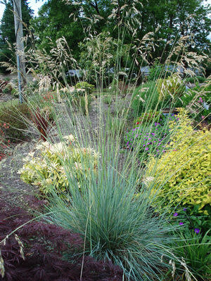 Blue Oat Grass 1 gal