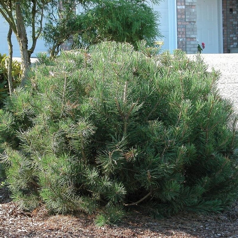 Mugo Pine Dwarf