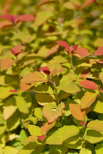 Spirea &#39;Double Play Big Bang&#39; 2 gal