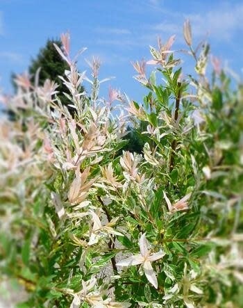 Japanese Willow &#39;Variegated 3 gal
