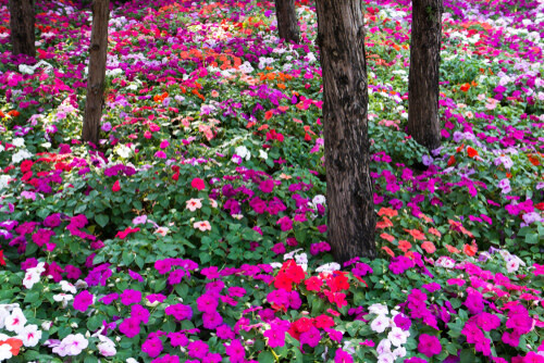 Impatiens (seed pkg) - Choice Mix F2