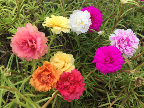 Portulaca (seed pkg) - Double Mix