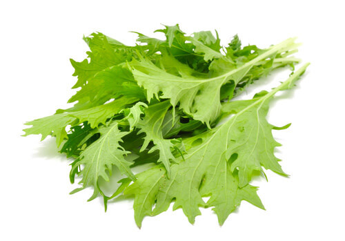 Lettuce Greens ORGANIC (seed pkg) - Mizuna