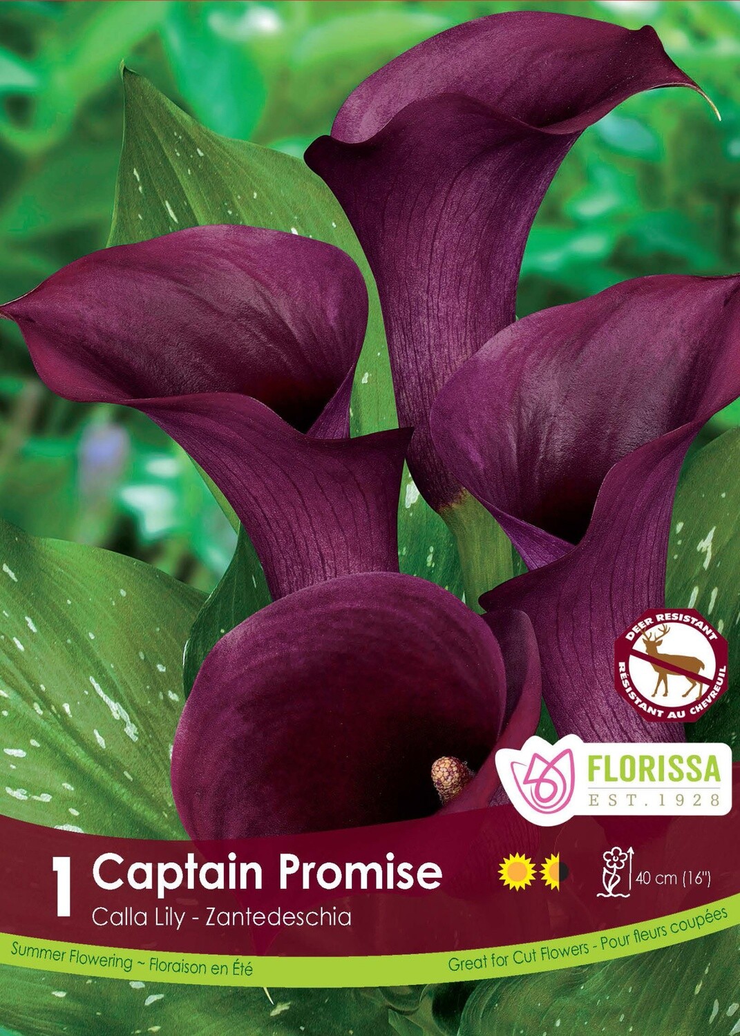 Calla Lilies (bulb pkg) Captain Promise dark purple (1/pkg)