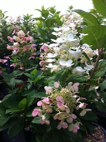 Hydrangea Standard &#39;quick fire&#39; PW - 12 gal