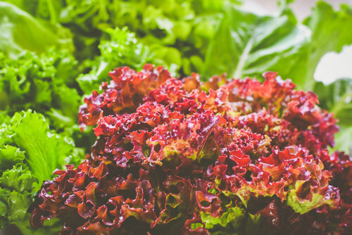Lettuce - 4"